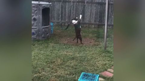 Dog Loves Playing On Swings