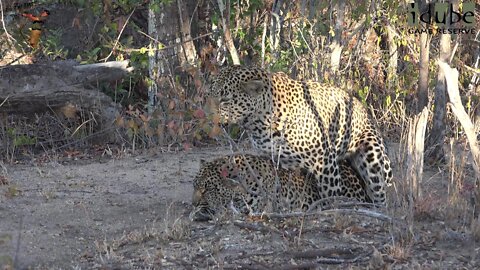 WILDlife: Leopards Getting Jiggy With It