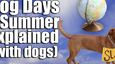 Dog Days of Summer Explained (with dogs)