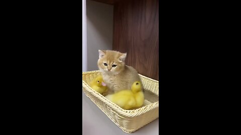 Funny_and_cute_mother_duck_invites_her_ducklings_a