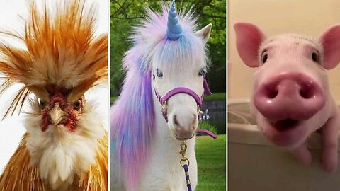 The Ultimate Funny Animal Compilation 🐶😹