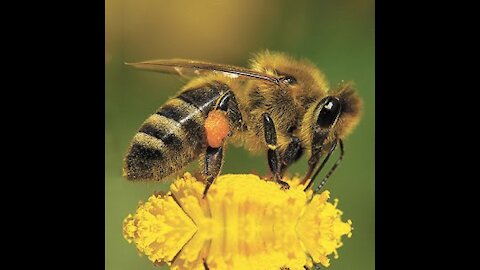 Harvesting Honey From Honeycomb !!! Honey Chicken Recipe – Honey Harvest from Giant Honeybees