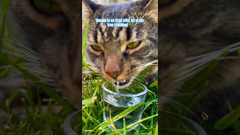 Cat Can Suck Up Water! 🙀 | Cute Cat Videos #cutecats#funny#cats
