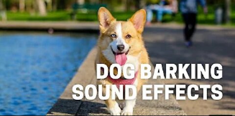 Dog Barking Sound Effects . high quality