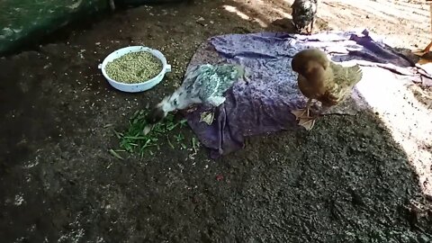 A few of my young ducks. , Runner and Welsh Harlequin crosses.