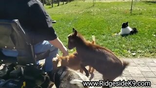 Dogs and Goats - dealing with aggression.