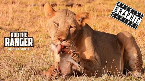 Warthog Snack For Lions | Buffalo Springs | Zebra Plains On Tour