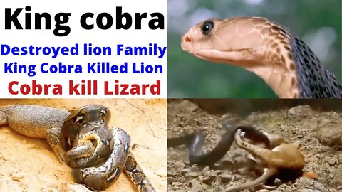 So Pitiful! Lion Whole Family Death Painfully Suddenly Attacked By Cobra With Powerful Venom Bite