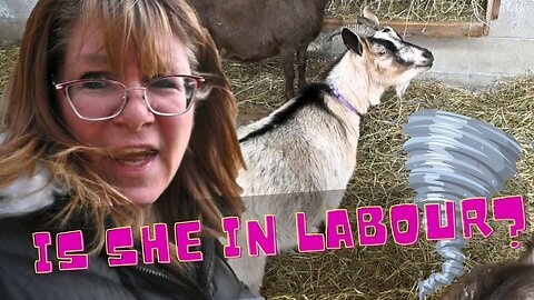Our Goat Is In Labour During A Tornado?