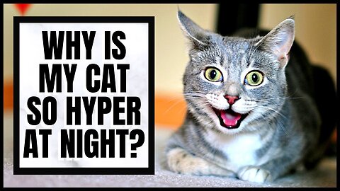 Why is My Cat So Hyper at Night?