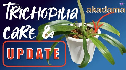 Trichopilia CARE & UPDATE | Did the rot stop? How is the akadama performing?