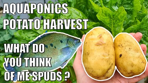 Aquaponics Potato Harvest 🥔🐟 Surprising Results
