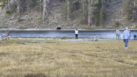 Grizzly Yellowstone