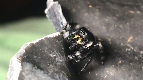 Jumping Spider begs for food.