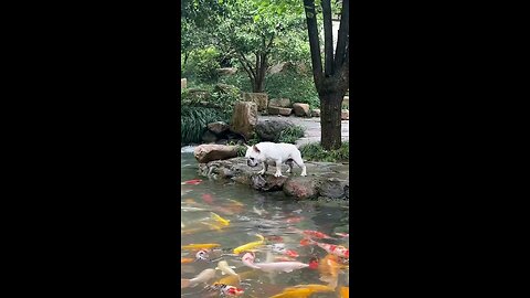 Wow !Dog fall inside a fish pond