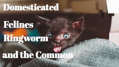 Domesticated Felines and the Common Ringworm