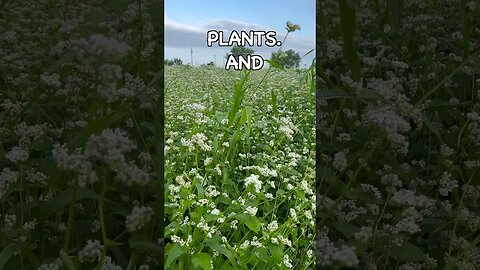 Can Cover Crops Eliminate Fertilizers? #covercrops #regenerativeagriculture #soilhealth
