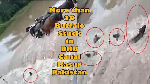 More than 20 Buffalo stuck in BRB Canal Kasur Pakistan