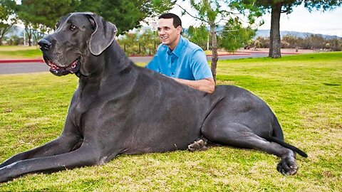 Huge dog breeds