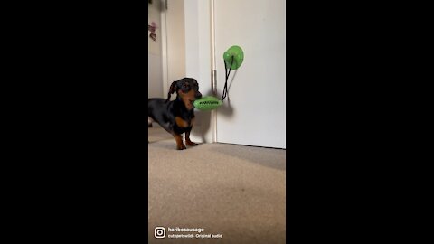 Cute Dachshund puppy playing with toy