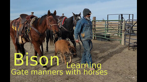 Bison learning gate manners with horses