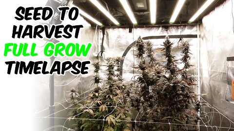 How I grew MEAT THE AFGHAN cannabis strain at HOME in GROW TENT!!!