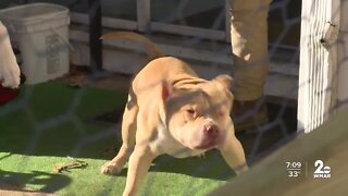 Family wants change after dogs were kept by AACo for over a year