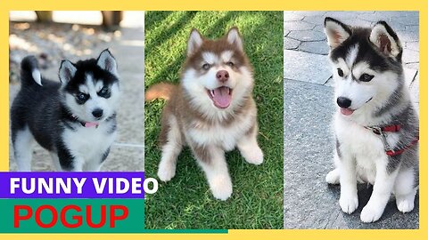 Funny Dogs And Puppies Life 4K Quality Video