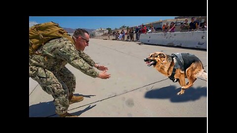 Most Emotional Dogs Reunions with Their Owners That Will Melt Your Heart ❤️Best of video 2023