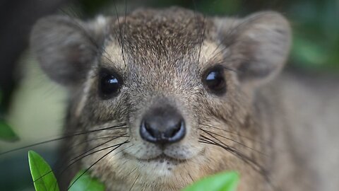 about rock hyrax