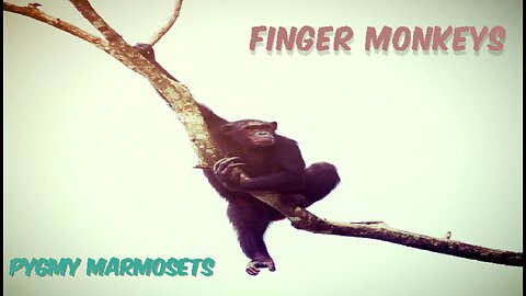 Finger Monkeys - Cute and Funny