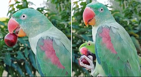 Parrot Eating and sharing a fruit in the morning light