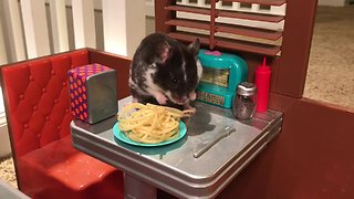 Hamster enjoy tasty spaghetti at the diner