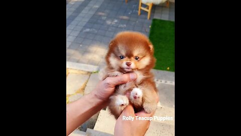 Teacup Pomeranian Has Gorgeous Chocolate Tan Coat