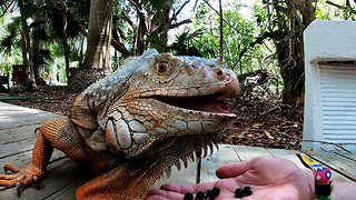 Brave woman hand feeds ferocious looking lizard