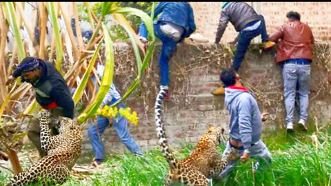 Scary Scene When Crazy Leopards Attack Tourists And Other Animals - Leopard Attack