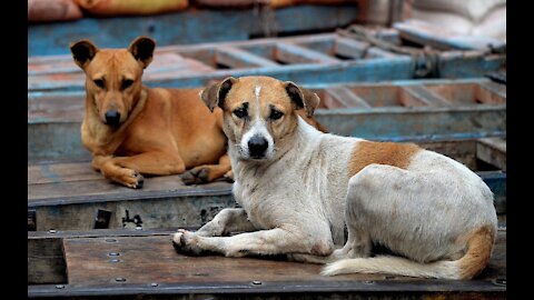 The Times of Israel Video of poisoned stray dogs sparks outcry