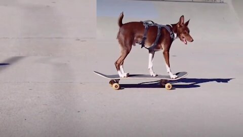 Skateboarding rat terrier shows off gnarly moves