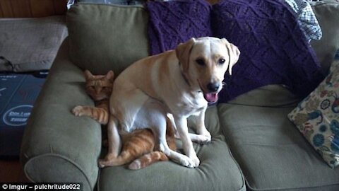 CATS AND DOG FUNNYY