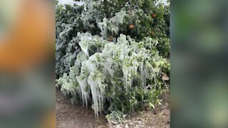 Unprecedented Cold Temperatures Latest Challenge For Texas Farmers