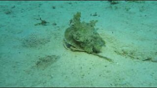 Crab disguised as jellyfish to avoid predators