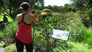 SOUTH AFRICA - Cape Town - Kirstenbosch National Botanical Garden (Video) (3fw)