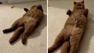 Sleepy Cat Decides To Take Nap In Truly Hilarious Position