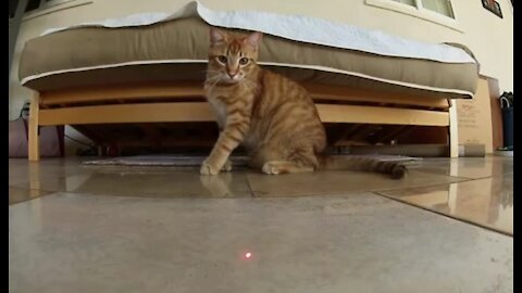 Cats playing with Laser Pointer Crazy Cat
