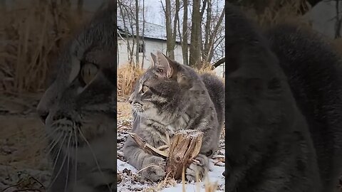 He's a hungry, hungry, hungry guy! #cats #pets