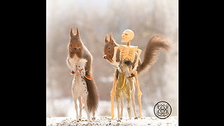 Game of thrones squirrel scenes