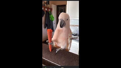 Parrot eat carrot and dance.