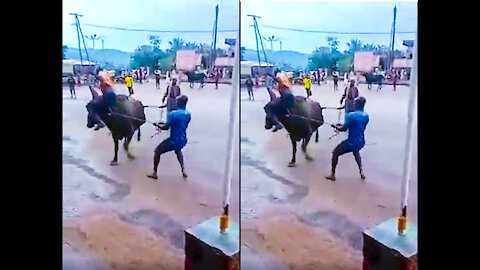 This cow and this man are so crazy and fighting with hardly