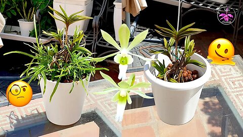 Christnetia Green Light CLEAN UP! Very Satisfying 😅 Care Guide Included #ninjaorchids