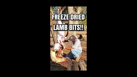 FREEZE DRIED LAMB BITS! #homesteading #sharpei #lamb #dog #meatlovers #farm #freezedrieddogfood